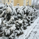 Zima - 20. február